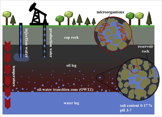 Oil-extraction-550.jpg